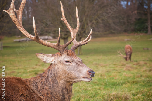 Photography Portrait of a red deer chewing grass in London, during autumn season