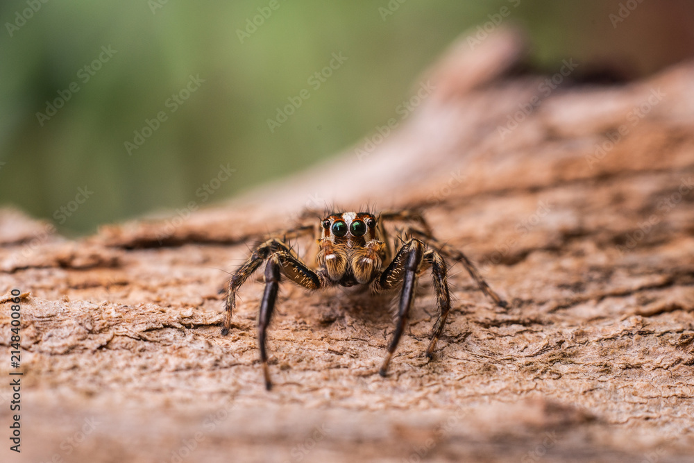 Obraz premium Close-up of a small jumping spider (Salticidae) on textured wood surface