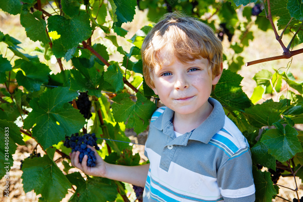 Obraz premium Smiling happy blond kid boy picking ripe blue grapes on grapevine. Child helping with harvest. amous vineyard near Mosel and Rhine in Germany. Making of delicious red wine. German Rheingau region.
