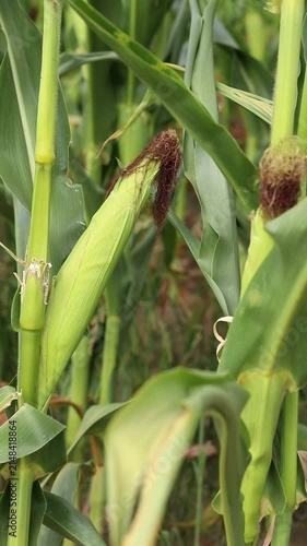 Green corn field in summer. Young corn cob close-up. Organic corn grows in an ecologically clean region. Natural farm products, healthy food, plant background. Ripening corn