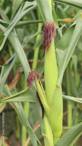 Green corn field in summer. Young corn cob close-up. Organic corn grows in an ecologically clean region. Natural farm products, healthy food, plant background. Ripening corn