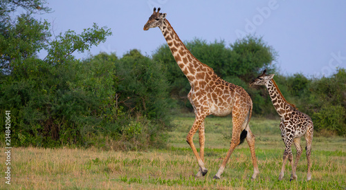 Photography Masai giraffe female and calf in Western Serengeti