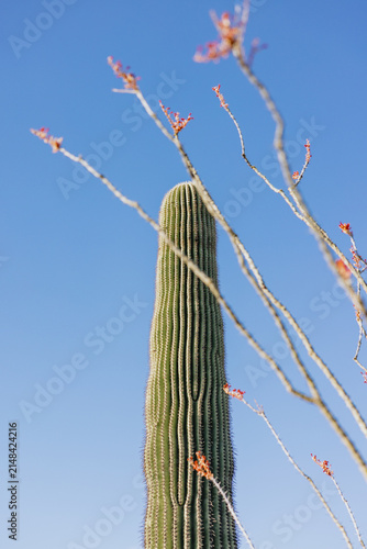 Tall Saguaro Cactus Against Blue Sky