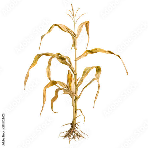 Dried Yellow Corn Plant and Maize Stalk with Root System Isolated on White Background