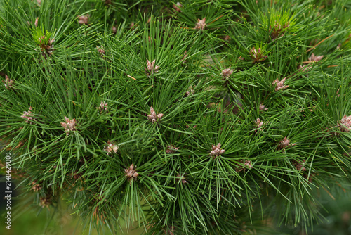 Japanese black pine needles forming dense evergreen ornamental garden shrub texture. Latin Pinus thunbergii