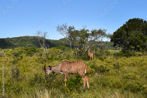 Fotografie Female Nyala Antelope Browsing and Feeding in African Bushveld