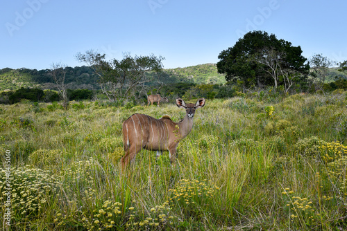 Photography Female nyala antelopes browsing and feeding in the African bushveld