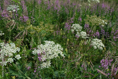 White and purple wildflowers blooming in an alpine meadow