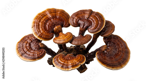 Natural cluster of ganoderma lucidum medicinal mushrooms isolated for health and wellness study projects.