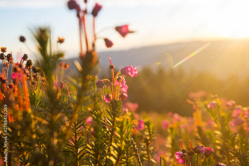 Obraz premium Sunny meadow
