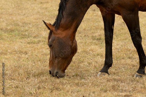 Horse grazing on dry, dead grass during a hot summer. Equine grazing on drought-stressed pasture. Parched grass. Equestrian. 