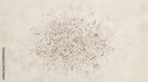 Natural marine fossil shells embedded in beige limestone background