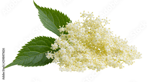 Foto Delicate white elderflower blossoms with serrated green leaves, isolated on tran