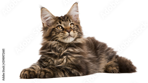 Canvas Print Fluffy brown tabby Maine Coon cat lying down, isolated on transparent background
