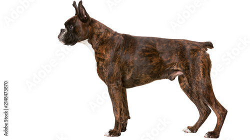 Fotografie Brindle boxer dog standing profile, isolated on transparent background