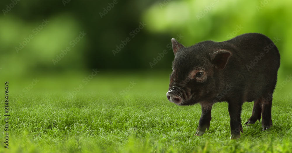 Naklejka premium Cute black piglet on green grass. Baby animals