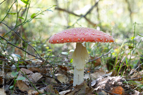 Fly Agarics mushroom