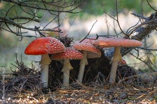 Fly Agarics mushrooms