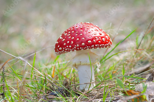 Fly Agarics in the deep forest.