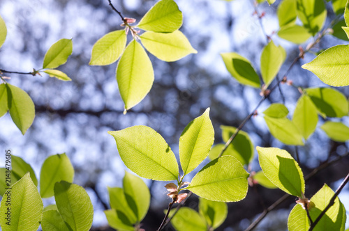 Green leaves on a tree