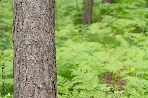 Pine tree in the forest.