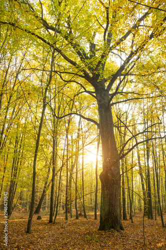 Deep in the autumn forest