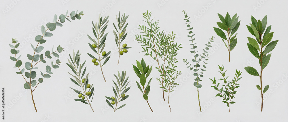 Obraz premium Several types of green leaves are shown on a white background. The leaves vary in shape and size. They are laid out in a line to highlight their differences
