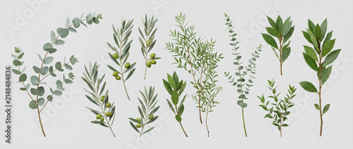 Several types of green leaves are shown on a white background. The leaves vary in shape and size. They are laid out in a line to highlight their differences