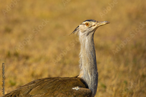Fotografie Kori bustard portrait. NgoroNgoro Crater, Tanzania, Africa.