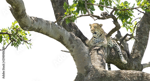 Foto African leopard female resting on a tree