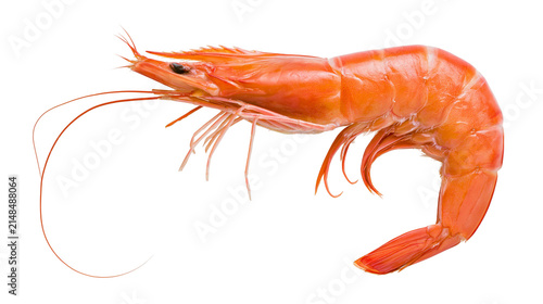 Cooked whole orange shrimp with long antennae, isolated on transparent background
