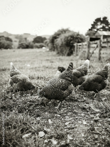 Free range hens foraging in a grassy paddock beside a farm gate