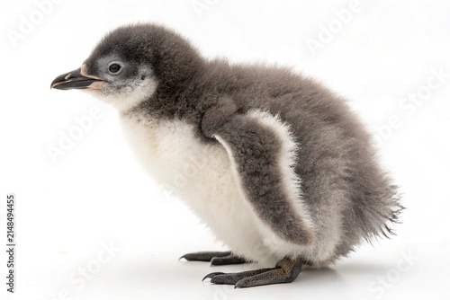 A cute fluffy baby penguin chick standing isolated against a clean white background in a studio shot