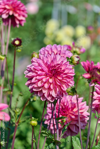 deep red dahlia Bacardi