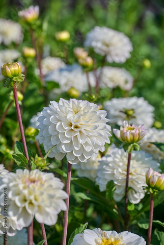 Fotografía white dahlia Free Thought with a yellow center