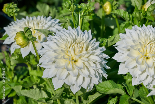 Fotografía white Fleurel dahlia with abundant green foliage and flower buds