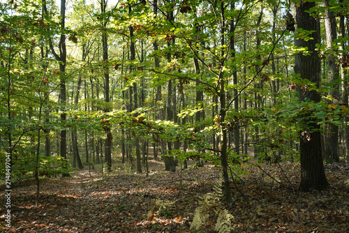 Sunlit deciduous woodland with lush green undergrowth in early autumn