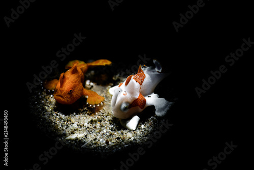 View of two vibrant frogfish, one orange and one white with red patterns, resting on the sandy seabed in a spotlight effect in Dauin, Negros Island Region, Philippines.