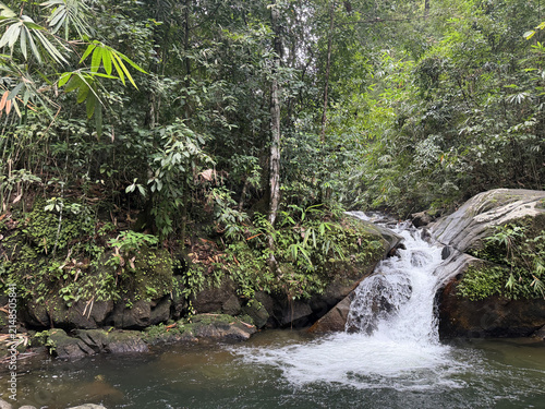 Small waterfall cascading over mossy rocks in a dense tropical rainforest. Green jungle stream flowing into a pool of water. Natural woodland environment with lush vegetation