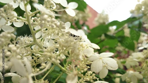 slow motion 2 honey bees fliy off from white flowers