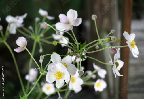 Foto Japanese anemone (Anemone hupehensis, Anemone hybrida) blooms in the garden