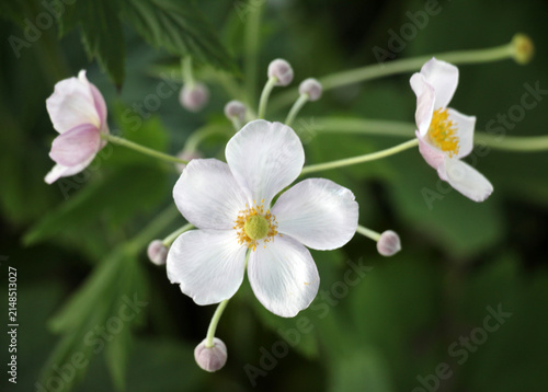 Foto Japanese anemone (Anemone hupehensis, Anemone hybrida) blooms in the garden