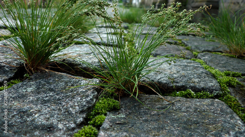 Grass and moss growing between cobblestone pavement in urban setting. Grass growing through cobblestone gaps