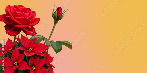 Beautiful bouquet of red roses and poinsettia flowers isolated against a soft gradient background