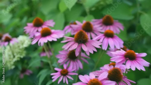 Colorful coneflowers fill the garden with shades of purple and orange, thriving in the warmth of late spring sunlight.