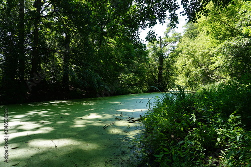 Landscape panorama of the swamps of Tegeler Fließ in the forest of Tegeler Forst, Berlin Tegel, Germany