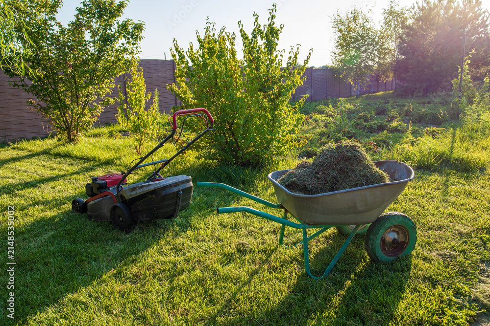 Fototapeta premium A red lawn mower and a garden wheelbarrow filled with cut green grass in the backyard on a sunny day. Concept of professional landscaping, lawn care maintenance and summer gardening work.