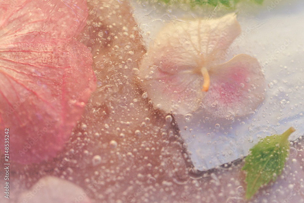 Fototapeta premium Pink hydrangea flowers frozen inside clear ice with fine air bubbles creating a delicate botanical texture ideal for nature, beauty and creative background design