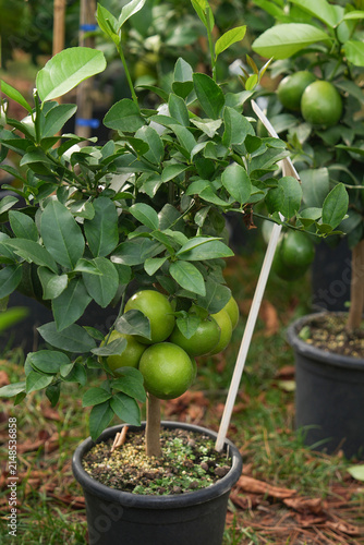 Citrus tree green fruits potted garden nursery tropical botanical Agriculture Plant
