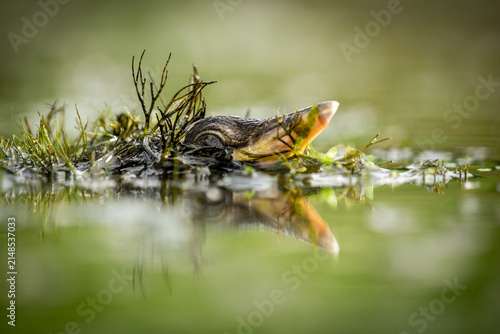 View of a little bittern camouflaged among aquatic plants in a pond in Debrzno, Pomeranian Voivodeship, Poland.